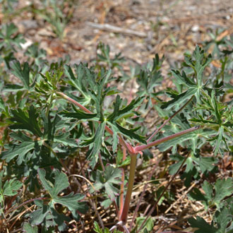 Palmate leaves deeply cut; Pineywoods Geranium Pineywoods Geranium